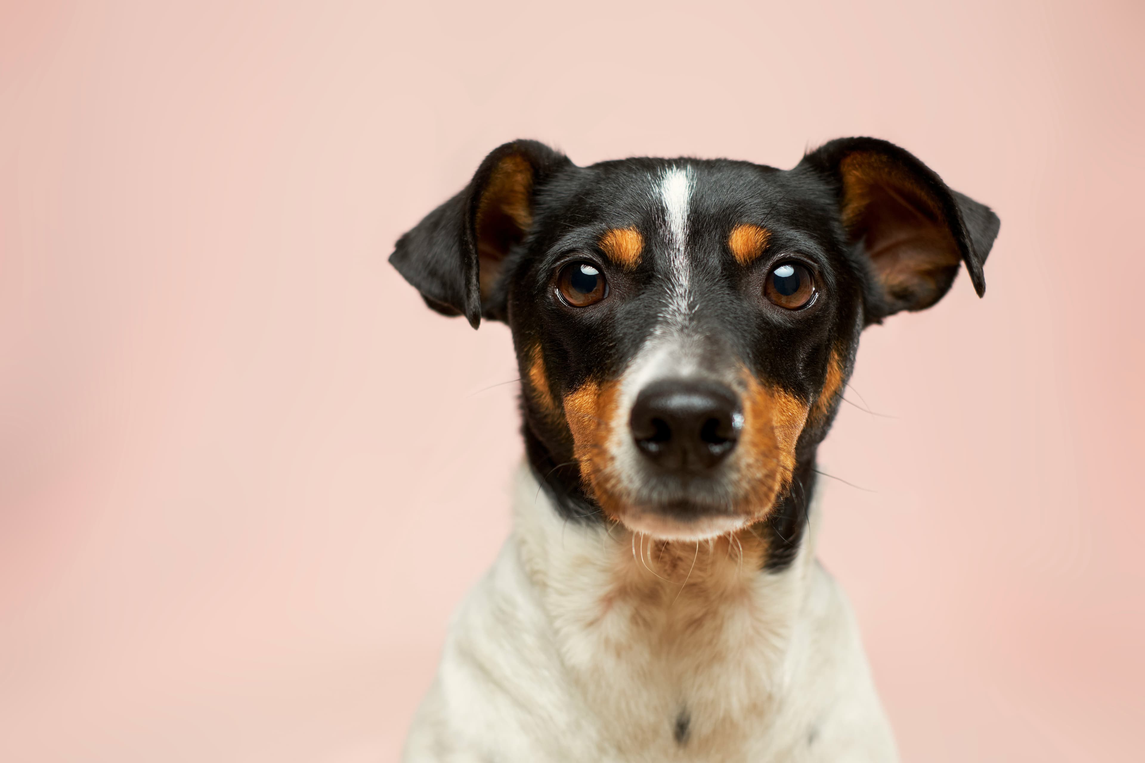 A dog portrait on a warm pink background