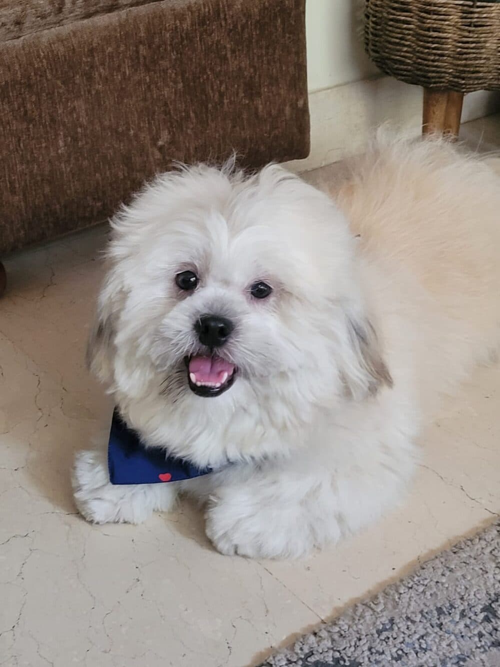Barfi, a white fluffy dog wearing a navy bandana