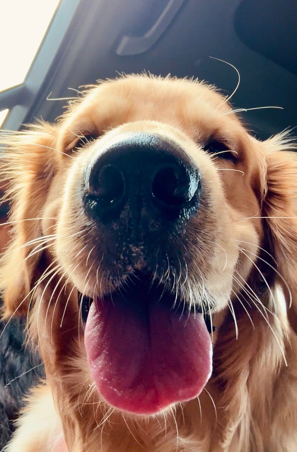 Bhulo, a golden retriever